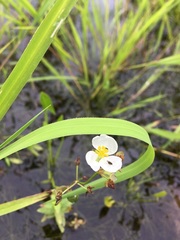 Sagittaria graminea