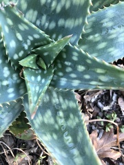 Aloe