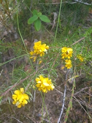Pultenaea mollis