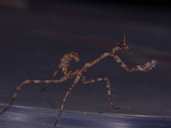 Pseudovates arizonae