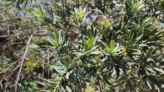 Podocarpus elongatus