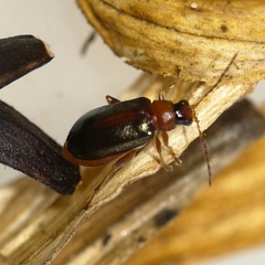 Luperaltica senilis