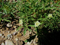 Chamaesaracha sordida