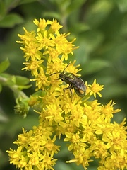 Augochlorella aurata