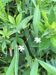 Stellaria graminea