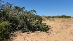 Podocarpus elongatus