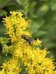 Augochlorella aurata