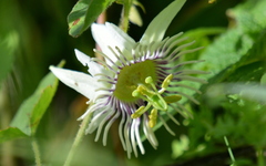 Passiflora bryonioides