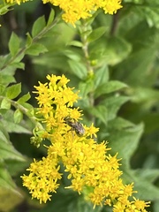 Augochlorella aurata