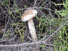 Battarrea phalloides