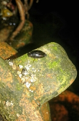 Gyrinus