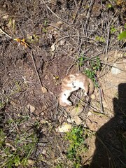 Mustela