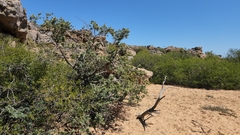 Podocarpus elongatus