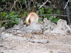 Battarrea phalloides