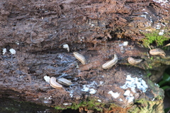 Meghimatium pictum