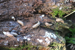 Meghimatium pictum