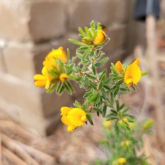 Pultenaea hispidula