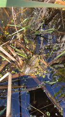 Lithobates septentrionalis
