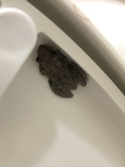 Scinax