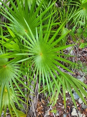 Leucothrinax morrisii