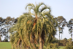 Butia