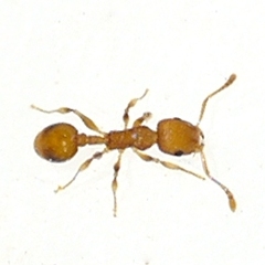 Temnothorax schaumii