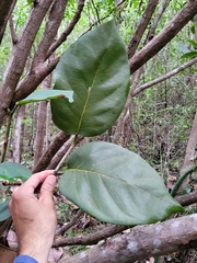 Coccoloba sintenisii