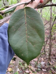 Coccoloba sintenisii