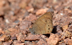 Pindis squamistriga
