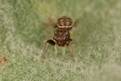 Zygoballus rufipes
