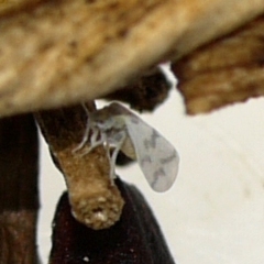 Tetraleurodes mori