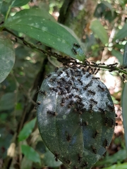 Dolichoderus bispinosus