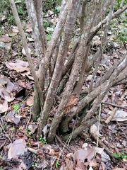 Coccoloba sintenisii