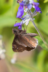Erynnis tristis