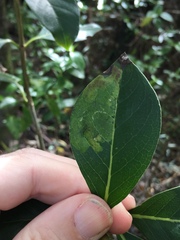 Corythoxestis zorionella