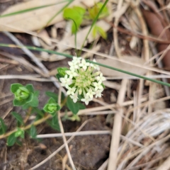 Pimelea humilis