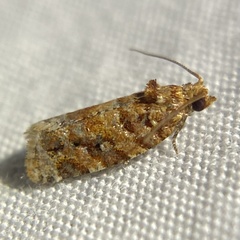 Argyrotaenia tabulana