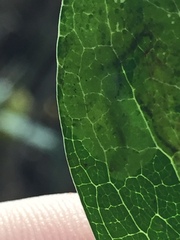 Corythoxestis zorionella