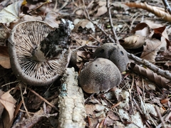 Tricholoma
