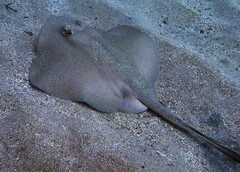 Trygonoptera testacea