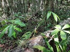 Anthurium pentaphyllum