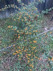 Pyracantha angustifolia