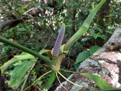 Anthurium pentaphyllum