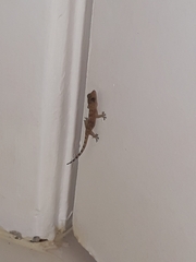 Hemidactylus mabouia