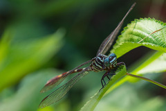 Aphylla angustifolia