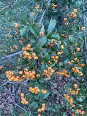 Pyracantha angustifolia