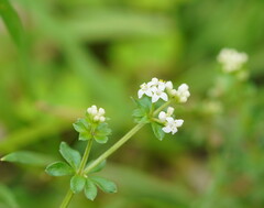 Asperula euryphylla