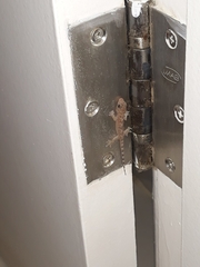 Hemidactylus mabouia