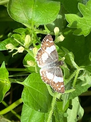 Heliopetes domicella