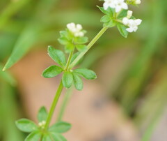 Asperula euryphylla
